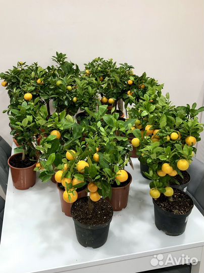 Мандариновое дерево