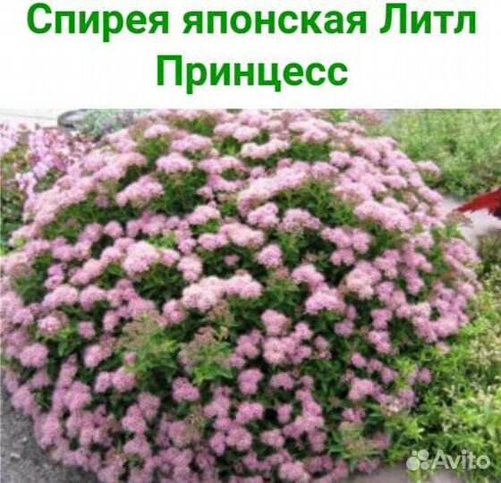 Спирея Грефшайм,Меджик Карпет,Литл Принцесс,Голден
