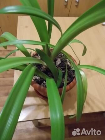 Гиппеаструм