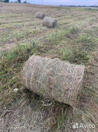 Сено в тюках