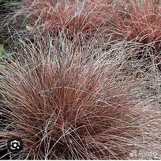 Декоративные злаки