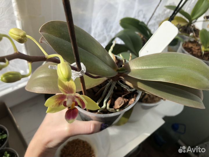 Орхидея мини