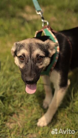Щенки метис овчарки бесплатно