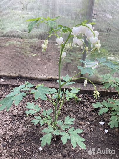 Разбитое сердце и другие многолетники