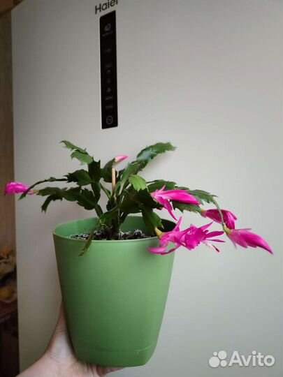 Декабрист розовый