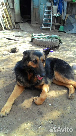 Отдам собаку в хорошие руки