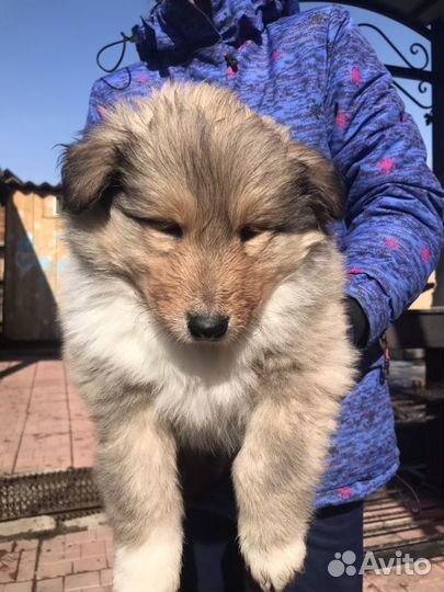 Щенки Колли