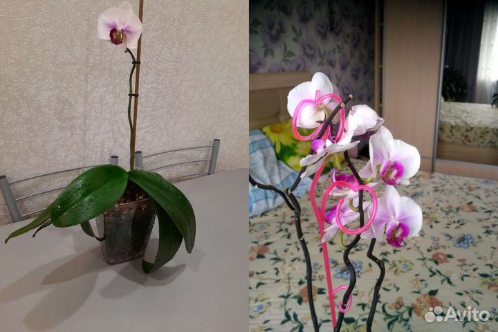 Орхидея дендробиум