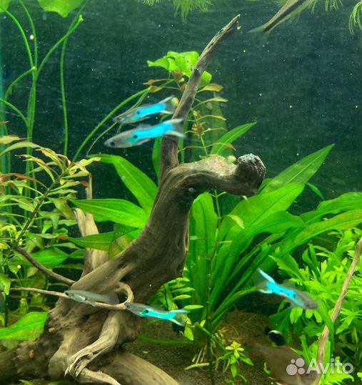 Рыбки гуппи Эндлера, теодоксусы