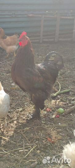 Петух брама