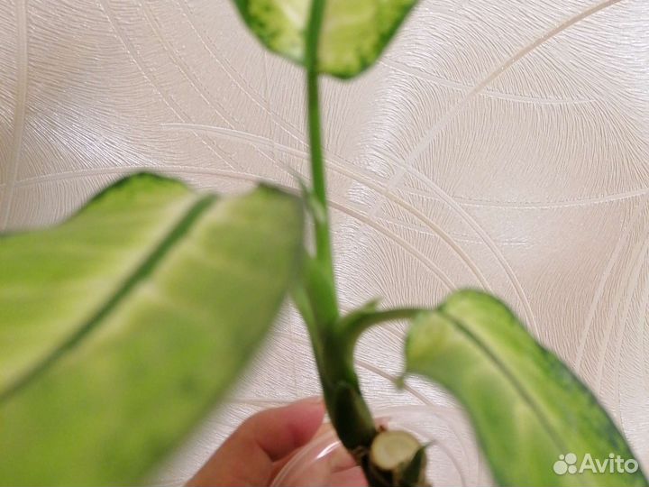 Дифенбахия