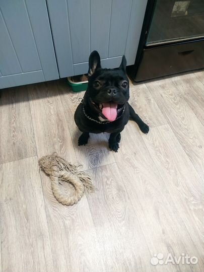 Домашняя гостиница для животных