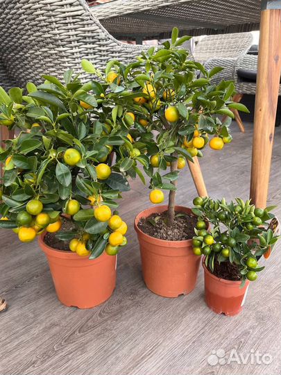 Мандариновое дерево,подарок, в наличии