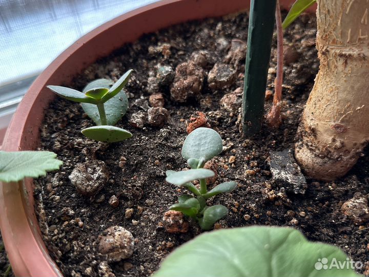 Толстянка вегетативная