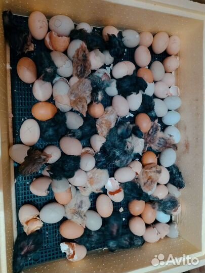 Инкубационное яйцо кур