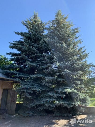 Ель голубая