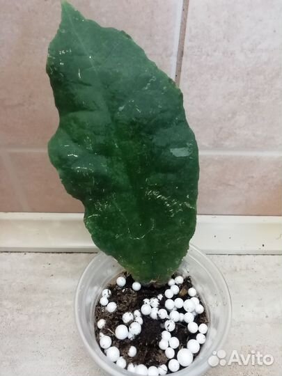 Хойя ундулата