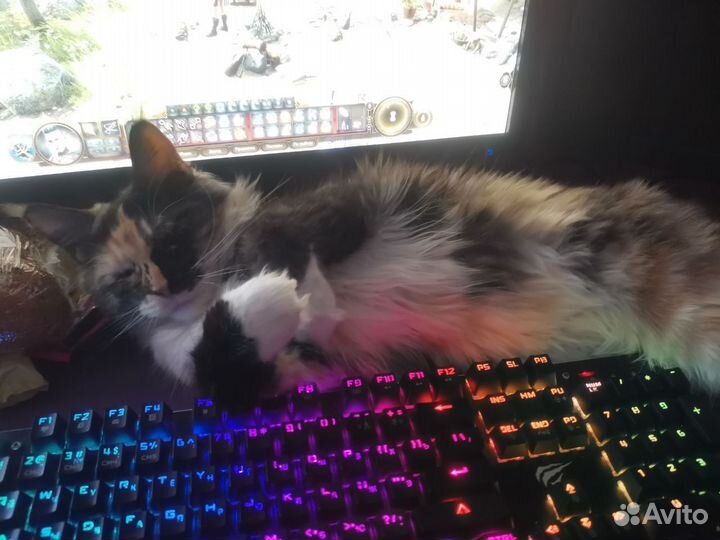 Кошка ищет кота на вязку