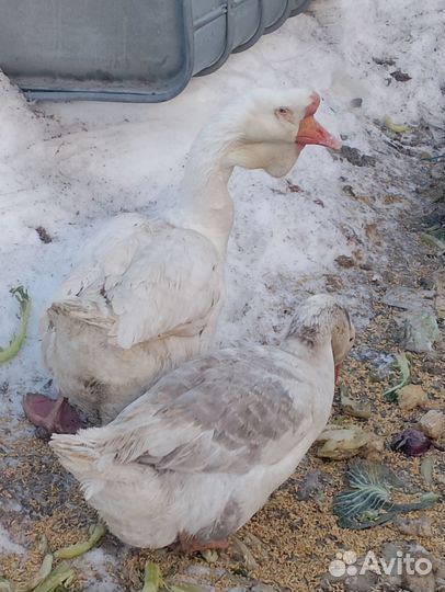 Яйцо холмогорского гуся