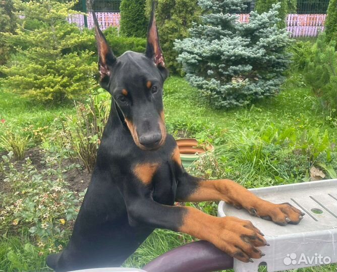 Доберман