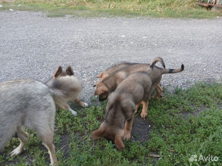 Щенки