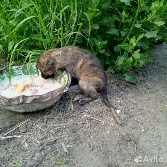 Щенки дворняжки отдаю в добрые руки