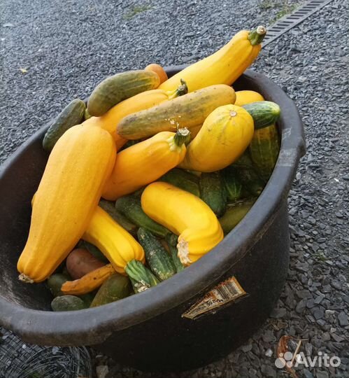 Отдам овощи для животных