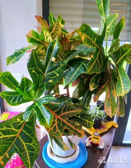 Комнатные растения цветы большие