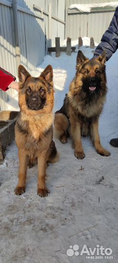 Немецкая овчарка