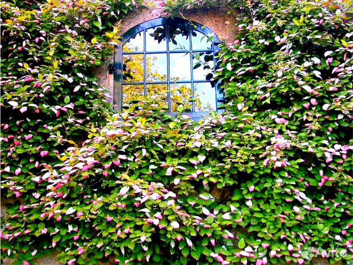 Семена актинидии коломикта