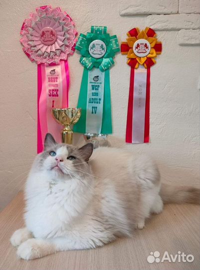 Рэгдолл голубой биколор мальчик