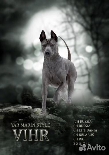 Тайский Риджбек Вязка Кобель