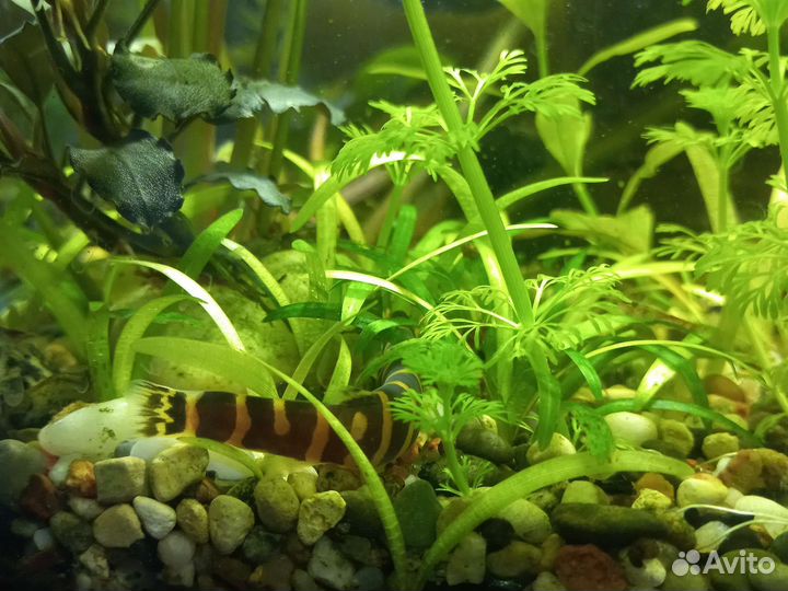Аквариумные растения и рыбки