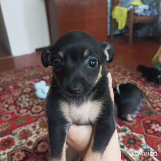 Той-терьер щенки