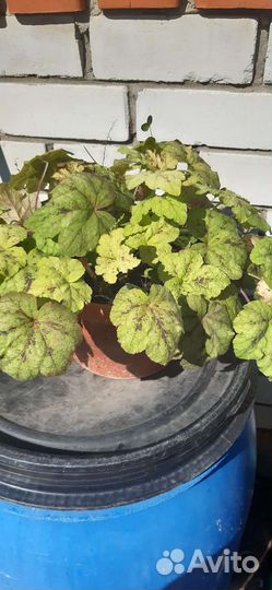 Саженцы гейхеры