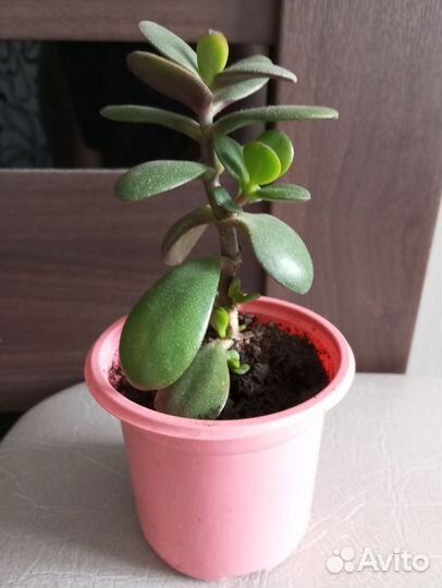 Денежное дерево