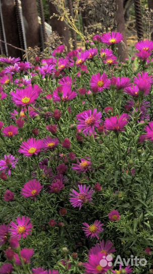 Многолетние цветы