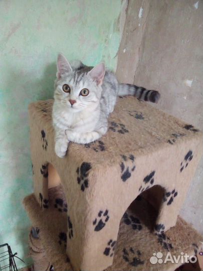 Котенок мальчик