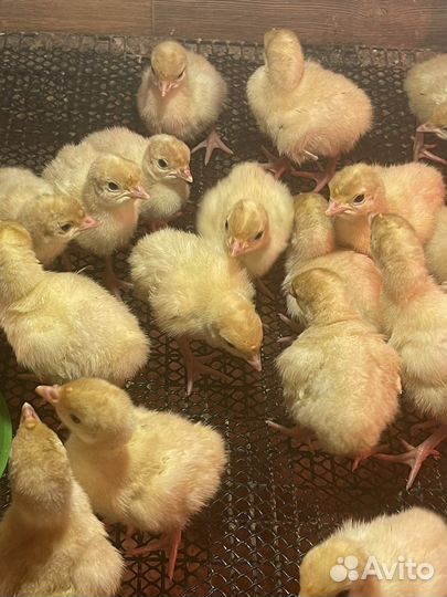 Индюк супер-тяжеловес Конвектор