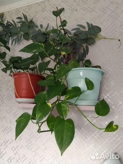 Продам цветы комнатные