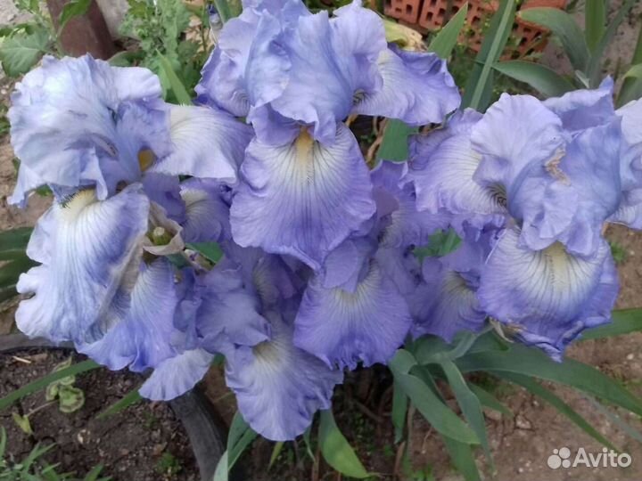 Ирисы