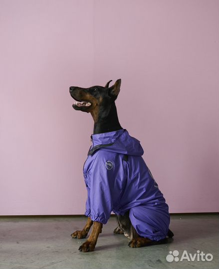 Одежда для собак Дождевик. Meo.pet