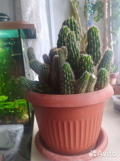 Большой кактус