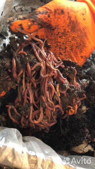 Калифорнийский червь - рыбалка и гумус