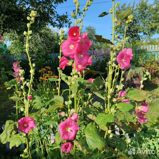 Растения для сада