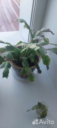 Продам цветы комнатные