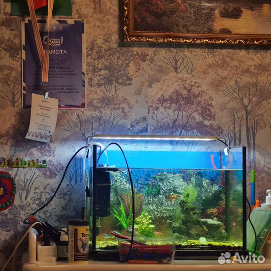 Аквариум с рыбками