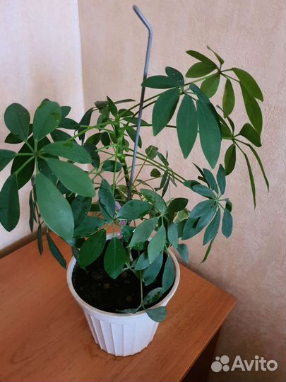 Комнатные цветы шефлера в горшке взрослая