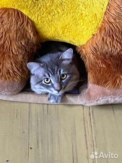 Кот