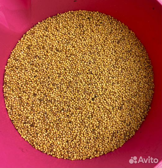 Горчица желтая